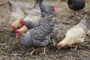 家禽養(yǎng)殖與光禽屠宰生產(chǎn)全指南 土雞與草雞的生態(tài)養(yǎng)殖與安全加工