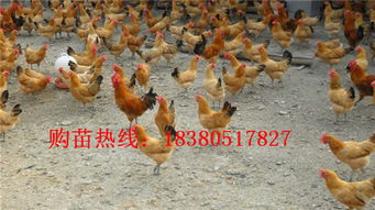 三黃雞苗市場分析 價(jià)格、廠家與養(yǎng)殖要點(diǎn)