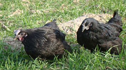 興平市土烏家禽養(yǎng)殖專業(yè)合作社 推動現(xiàn)代家禽養(yǎng)殖的典范