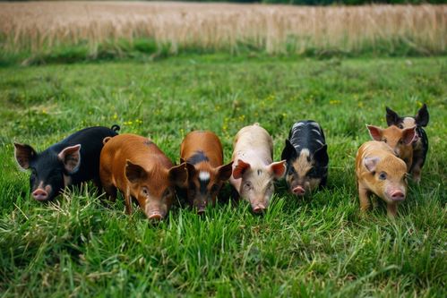 家禽養(yǎng)殖攝影 記錄與實(shí)用的完美結(jié)合