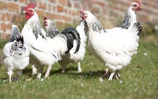 家禽養(yǎng)殖追溯系統(tǒng)開發(fā) 提升食品安全與養(yǎng)殖效率的數(shù)字化解決方案