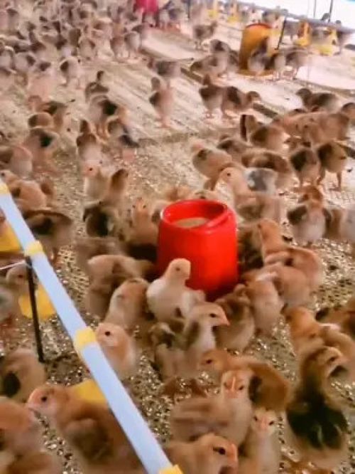 科學養(yǎng)殖與光禽屠宰 提升家禽與水產(chǎn)養(yǎng)殖效益的實用指南