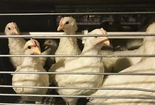 蛋黃顏色越深蛋品質(zhì)越好？家禽業(yè)九大謠言揭秘，別再讓錯誤觀念害了養(yǎng)雞人