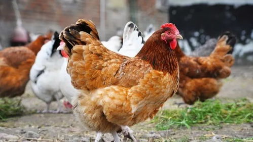 社區(qū)禁令背后的深層考量 禁養(yǎng)家禽與綜合管理