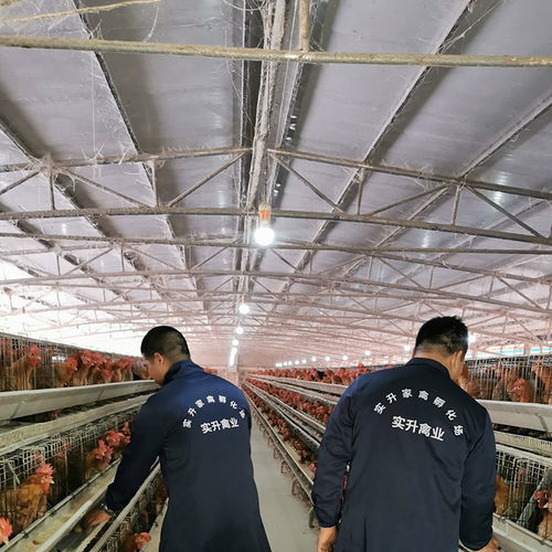 凱利燃燒器、廠家采購(gòu)與光禽屠宰生產(chǎn)線 設(shè)備選擇與生產(chǎn)集成指南