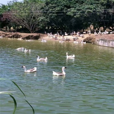 肇慶桂柳鴨苗批發(fā)與養(yǎng)殖 產(chǎn)業(yè)鏈條下的家禽利潤(rùn)解析