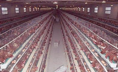 無公害養(yǎng)殖催肥技術(shù)解析 生長素效果、價(jià)格與光禽屠宰生產(chǎn)指南