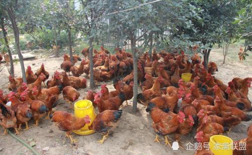 雞價(jià)探底回升，光禽產(chǎn)業(yè)助力家禽行情向好發(fā)展