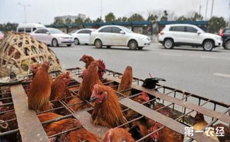 光禽屠宰與生產(chǎn)新趨勢 應(yīng)對(duì)禁養(yǎng)范圍擴(kuò)大的挑戰(zhàn)與機(jī)遇