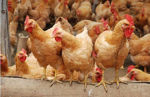 提升雞群均勻度 科學(xué)養(yǎng)殖是正道，勿信旁門左道