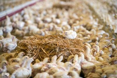 10種低成本蛋白質(zhì)家禽飼料，為您的養(yǎng)殖業(yè)降本增效