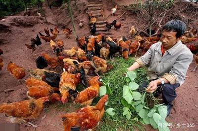 養(yǎng)雞之道 科學(xué)養(yǎng)殖與光禽加工的雙重智慧